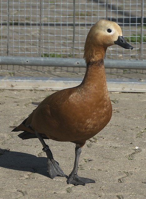 从小在希腊